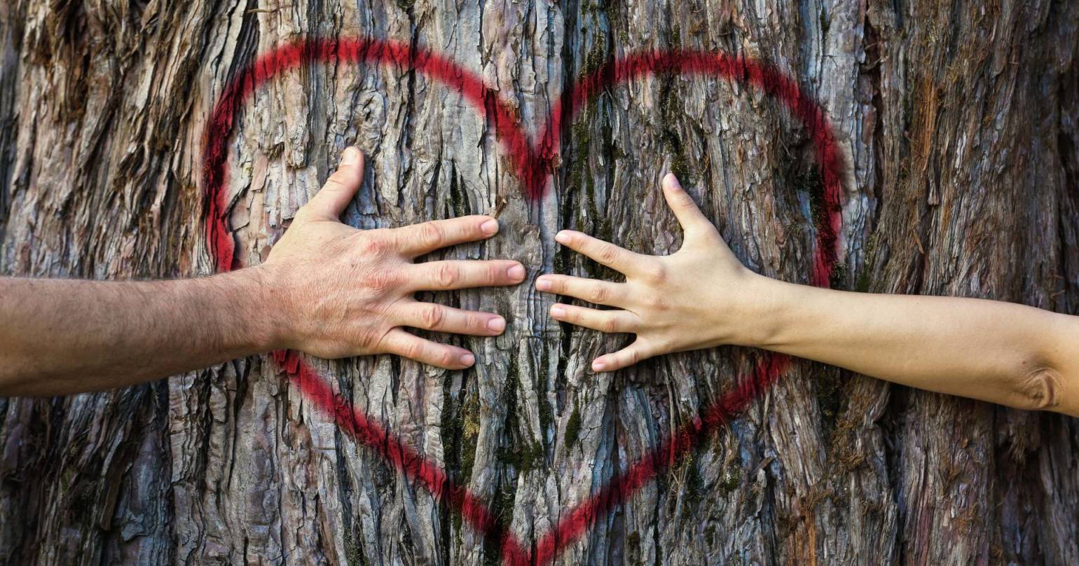 What The 9/11 Survivor Tree Can Teach Us About Healing Relationships?